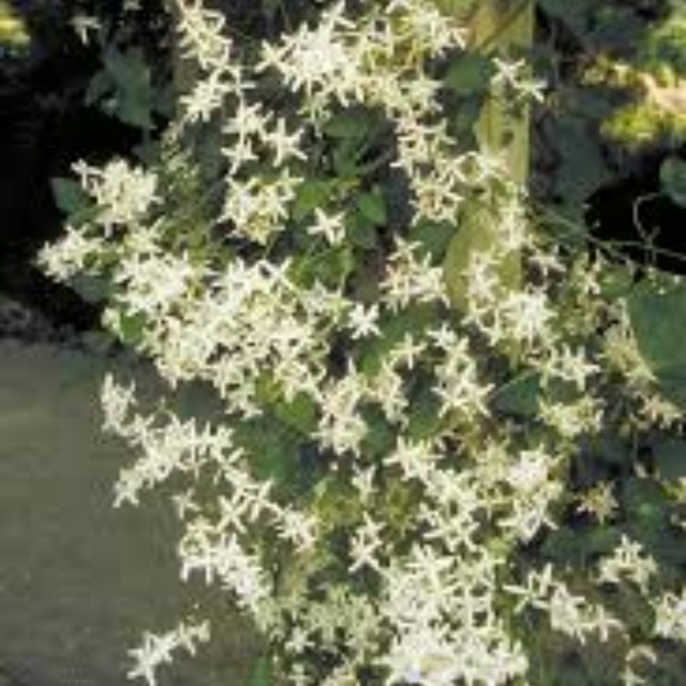 Autumn Clematis Vines 2 plants $15 - Picture 4 of 4